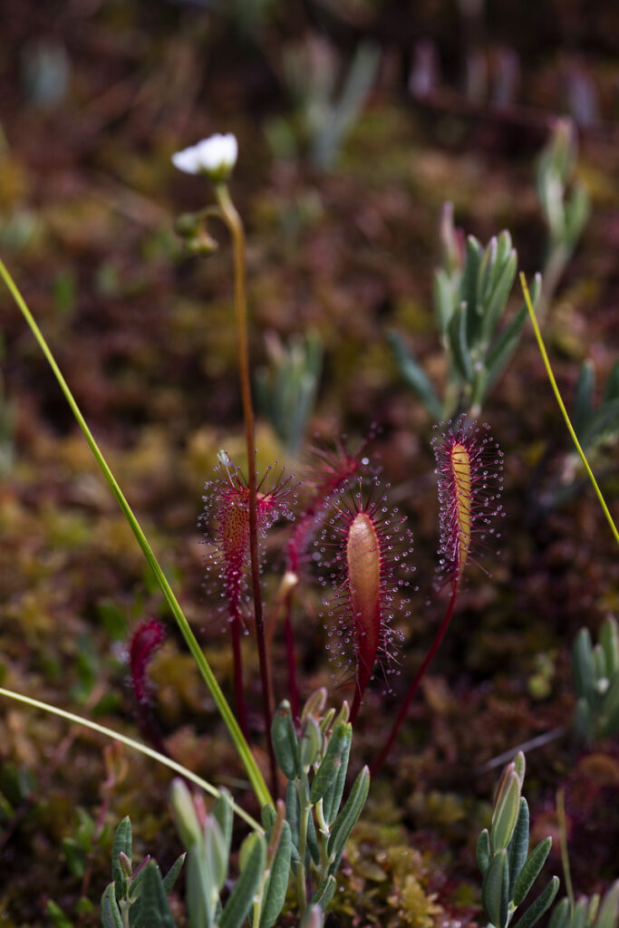 sundew